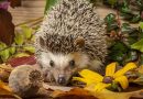 Prickles Hedgehog Rescue