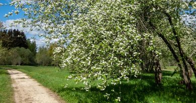 Sustainable Clevedon - Free Tree Offer