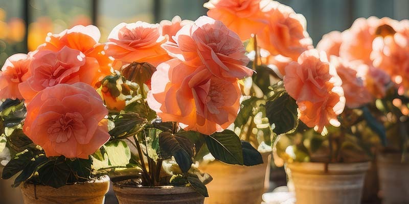 Clevedon Flower Show